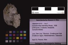 Foto (Objekt + Etiketten) von Goniodromites bidentatus (Reuss, 1858) (NHMW-GEO-1990-0041-0141)